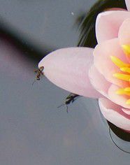 Manger des fourmis pour survivre...