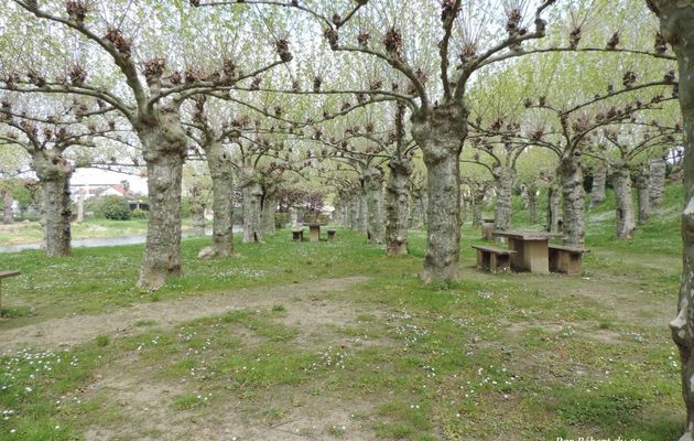 un arbre qui m'a plu !