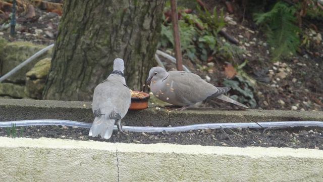 Le Printemps sera bientôt là 
