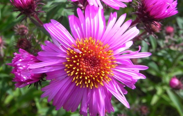 Vendangeuses en fleurs ! ou Asters