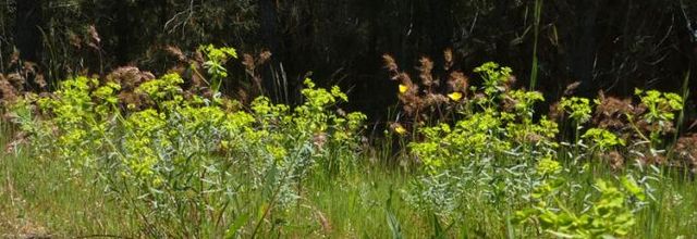 Euphorbia seguieriana  -  euphorbe de Séguier*