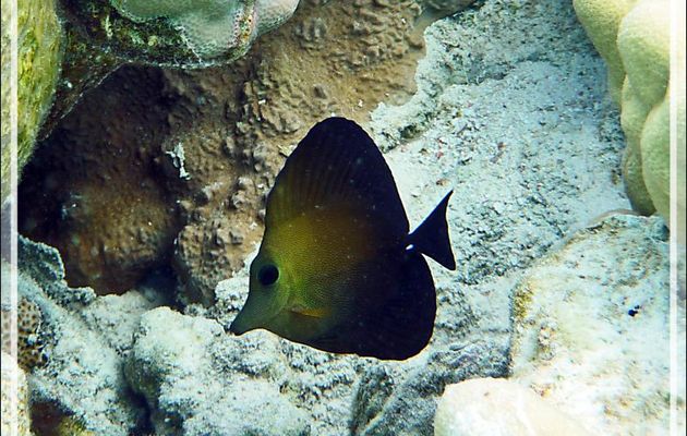 Chirurgien-voile brun, Twotone tang (Zebrasoma scopas) - Lagon de la Pension Kuriri - Maupiti - Polynésie française