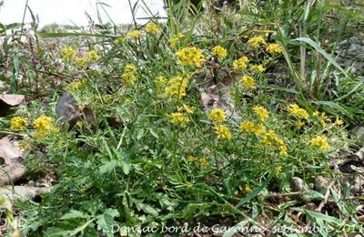Rorippa sylvestris  -  rorippe des forêts
