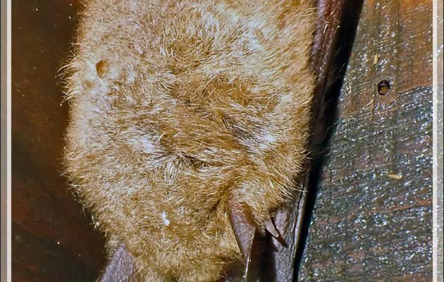 Chauve-souris indéterminée - Lartigau - Milhas - 31