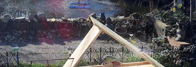 des mésanges qui ont faim