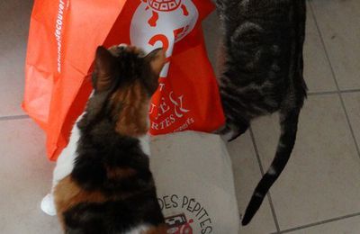 Des chats curieux...
