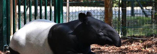 La Ménagerie du Jardin des Plantes : Tengah le Tapir Malais