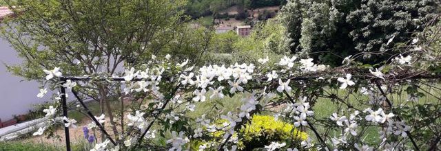 LES FLEURS..