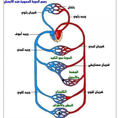 رسم للدورة الدموية في جسم الإنسان ( فلاش