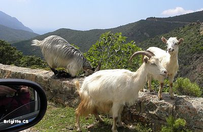 Chèvres Corses en liberté...