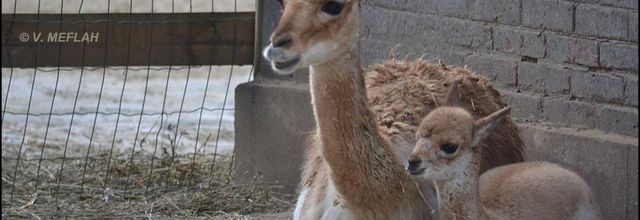 La Ménagerie, Zoo du Jardin des Plantes : Naissance d'une petite Vigogne