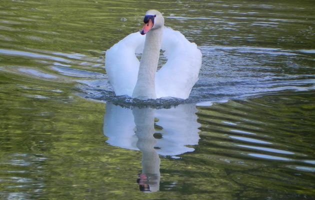 Canard et cygne