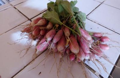 Dernières cueillettes au jardin de la Tortue
