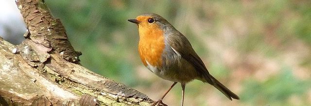 Début du nourrissage des oiseaux