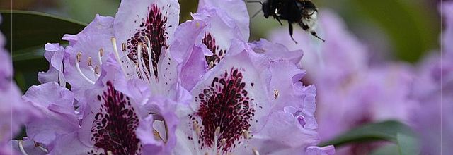Parc Floral de Paris : Le bourdon terrestre ou "cul blanc"