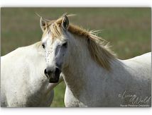 Grimaces d'un Cheval de Camargue