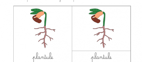 Nomenclatures : Cabinet du processus de la germination : Plantule