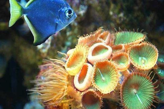 Plantes et Animaux marins (1)