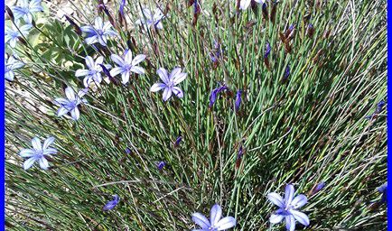 Les fleurs sauvages dans la colline