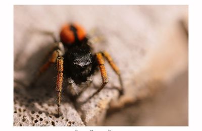 Saltique sanguinolent ♂ -  Philaeus chrysops (Poda, 1761) 
