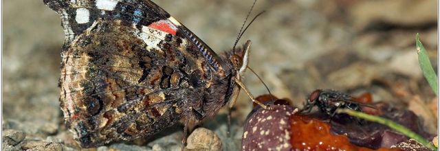 Vulcain (1) - Vanessa atalanta