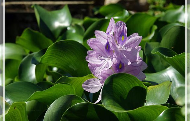 Jacinthe d'eau ou Camalote, Water hyacinth (Eichhornia crassipes) - Lartigau - Milhas - 31