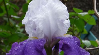 Vous avez dit "fleur bleue " ?