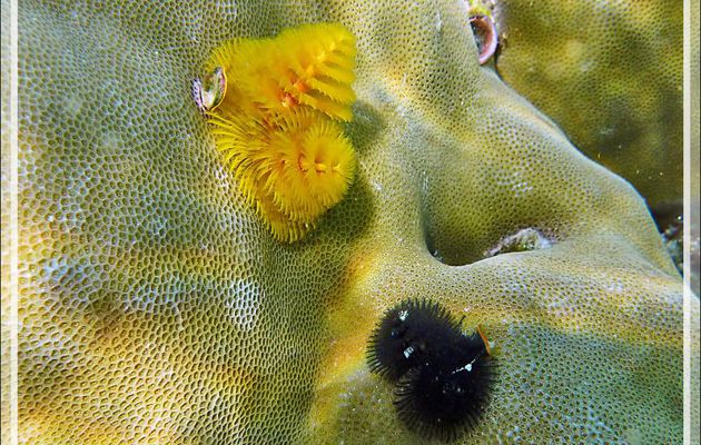 Spirobranche arbre de Noël, Ver arbre de Noël, Christmas tree worm (Spirobranchus giganteus) - Moofushi - Atoll d'Ari - Maldives