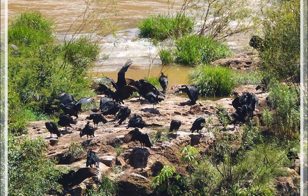 De nombreux vautours urubus vivent près des chutes - Foz do Iguaçu - Brésil