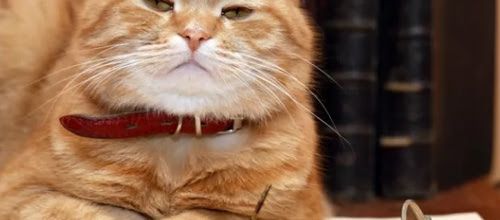 L’intelligence du chat