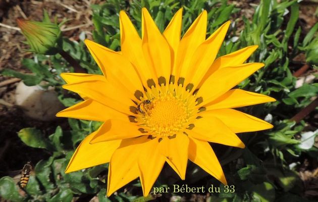 mes Gazanias jaune et bébètes 