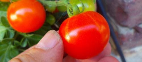 Tomates cocktail
