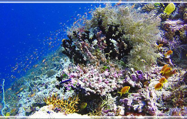 Tubastrée arborescente, Arborescent tubastrea, Black Sun Coral (Tubastrea micrantha) et gorgone - Moofushi Kandu - Atoll d'Ari - Maldives