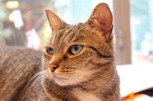 Encore un chat héros qui a sauvé sa famille !