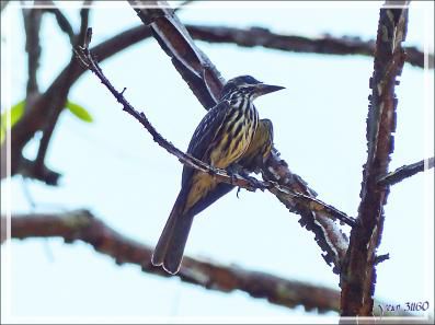Tyran (audacieux ?) - Inkaterra Hacienda Concepcion - Puerto Maldonado - Pérou