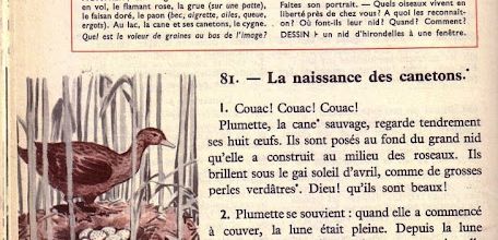 Semaine 21 Les oiseaux et les nids