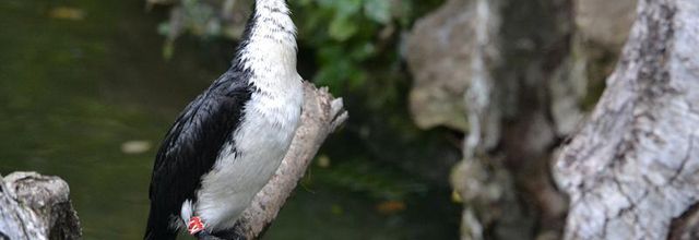 Ménagerie du jardin des Plantes : La grande volière : le Cormoran pie