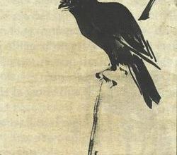 Différences entre un corbeau et une corneille