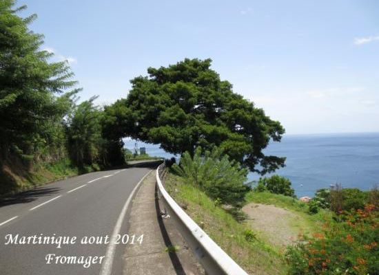 Balade : Martinique aout 2014  : Le Fromager
