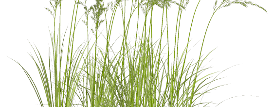 Ѽ Vegetation 