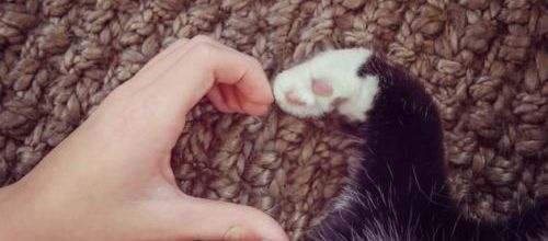 Quatre histoires d'amitiés entre des chats et des humains