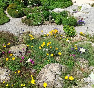 Le jardin botanique du col du Lautaret (suite )