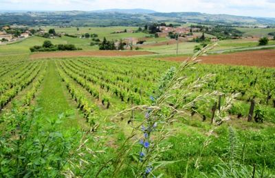 Un tour dans les vignes..