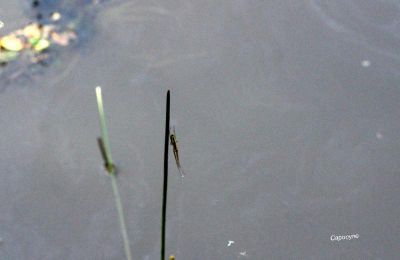 Vers l'étang aux libellules 2