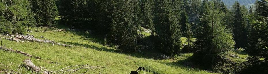 Les vaches d'Hérens