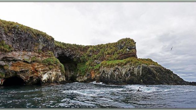 Très belles couleurs de l'eau, des roches, des herbes, des lichens - Nightingale Island - Tristan da Cunha