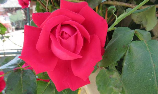  La beauté infiniment précieuse et fragile de l’Amour ( l'Amour)