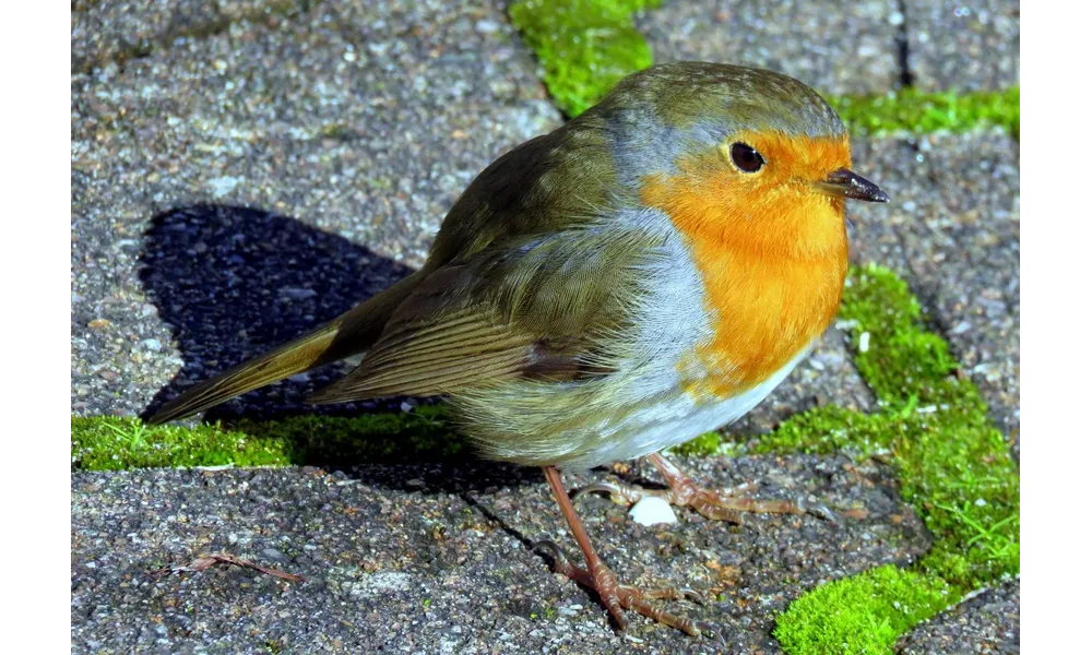un rouge gorge