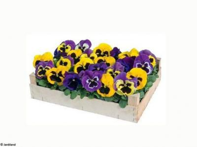 Des fleurs en hiver