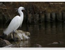 Aigrette garzette - Egretta garzetta - Pélécaniformes